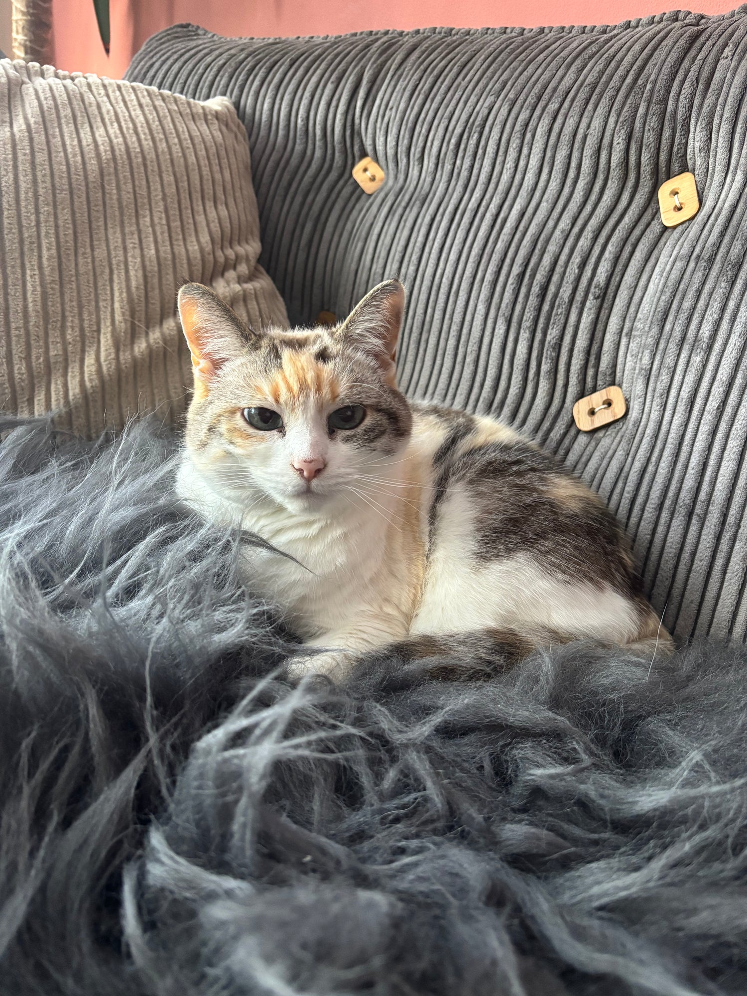 Losse schapenvachten