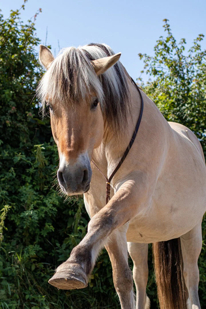 Neckrope leder met vlecht